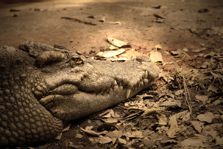 Crocodiles are old leech on the body.の写真素材