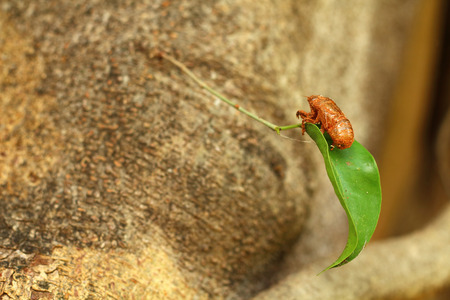 Molting cicada perched on a banyan tree.の写真素材