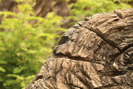 Closeup old Tree stump in the wildの写真素材