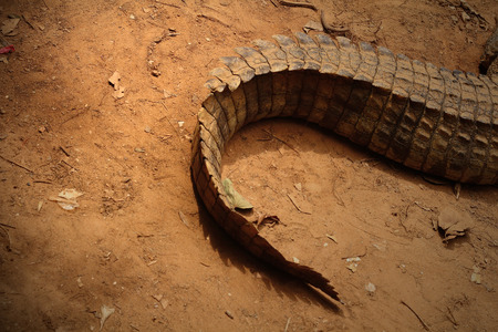The tail of a crocodileの写真素材