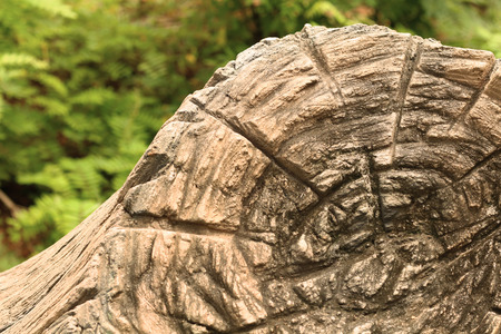 Closeup old Tree stump in the wildの写真素材