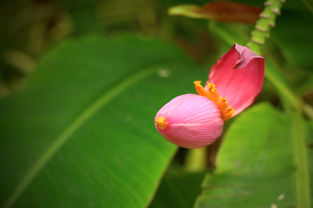 Banana Ornamental, flower of bananaの写真素材