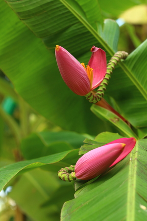Banana Ornamental, flower of bananaの写真素材
