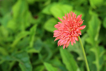 orange gerbera flower in gardenの写真素材