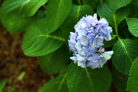 Hydrangeas flowersの写真素材