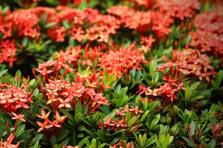 Ixora chinensisの写真素材