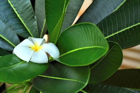 white and yellow frangipani flowers with leaves in backgroundの写真素材