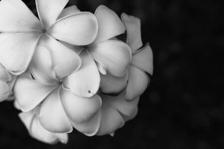 white and yellow frangipani flowers with leaves in backgroundの写真素材