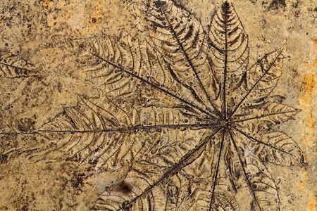 Leaves on the cement floorの写真素材