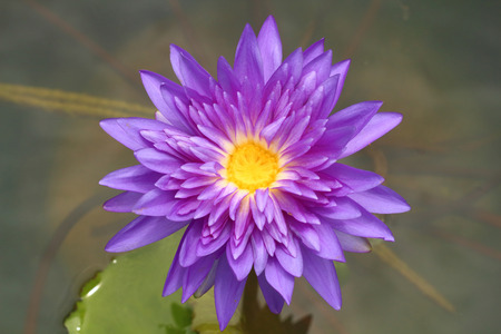 Lotus flower and Lotus flower plantsの写真素材