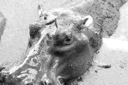 Hippo portrait in the natureの写真素材