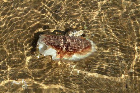 coral and wave on sand beach