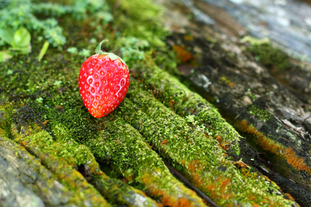 Fresh organic strawberries in the gardenの写真素材