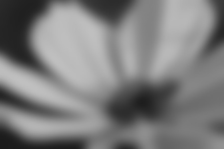 Cosmos flower (Cosmos Bipinnatus) with blurred backgroundの写真素材