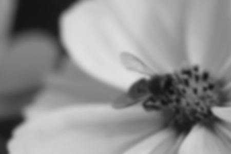 Cosmos flower (Cosmos Bipinnatus) with blurred backgroundの写真素材