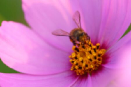 Cosmos flower (Cosmos Bipinnatus) with blurred backgroundの写真素材