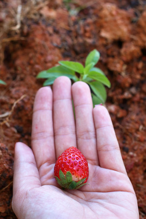 fresh stawberry on handの写真素材