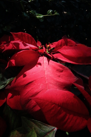 Red poinsettia flowers in the natureの写真素材
