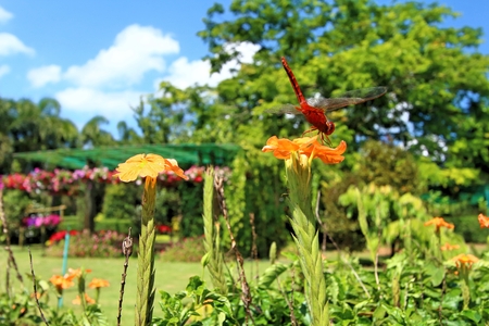 Dragonfly Flower Islandの写真素材