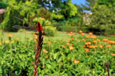 Dragonfly Flower Islandの写真素材