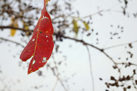 red leaves