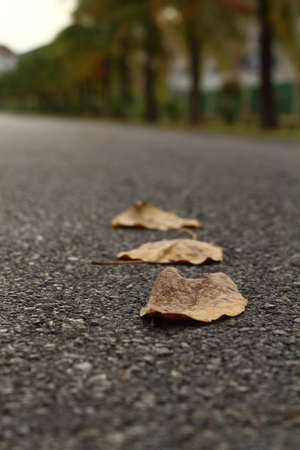 Leaves on the streetの写真素材