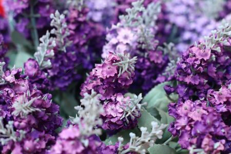 blur Purple flowers in the gardenの写真素材