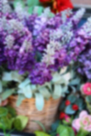 blur Purple flowers in the gardenの写真素材