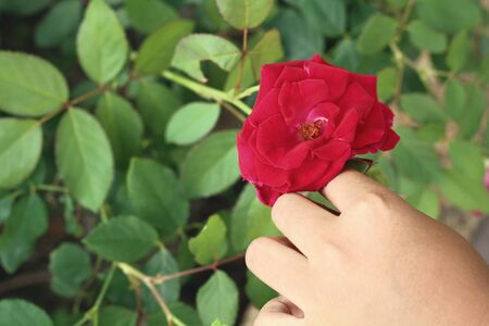 red rose in natureの写真素材