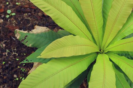 green fern