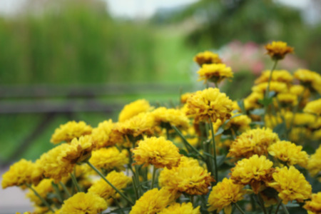 blurred flowers