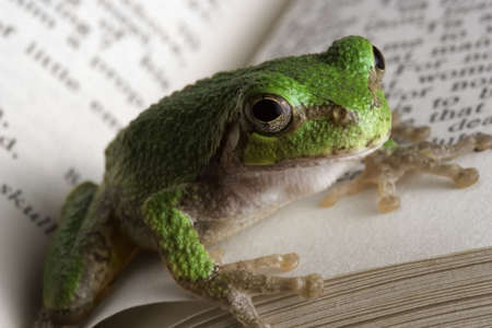 Educated Frog. A gray tree frog catching up on some reading.の写真素材
