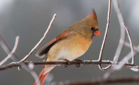 Burrrrâ¦it is cold! A female cardinal shivering on a snow covered tree branch.の写真素材