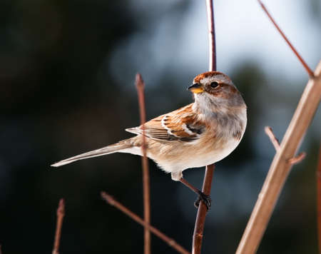 Sparrow. A tree sparrow perched on a tree branch.の写真素材