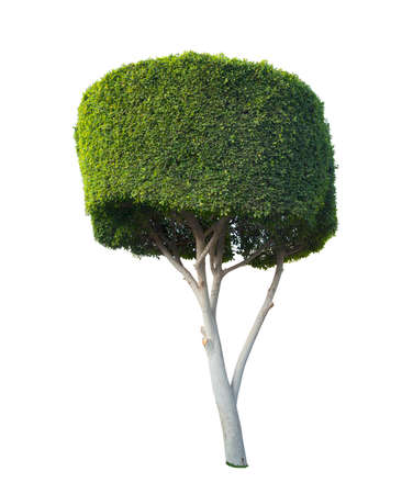  ornamental tree. Isolated on white backgroundの写真素材