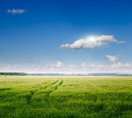 spring field and blue sky の写真素材