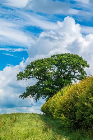 Tree in the Countrysideの写真素材