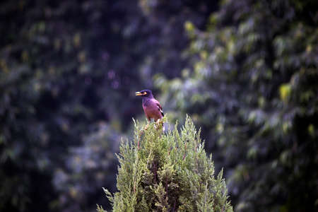 Common myna also known as Indian mynaの写真素材