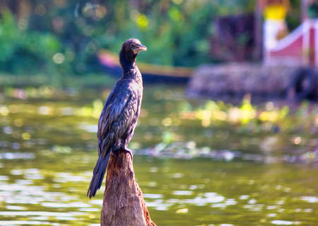 Little cormorant, a species of Cormorants bird sitting in the backwaters canal of Alleppey suburban town located in southern part of Indiaの写真素材