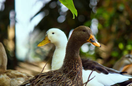 Mallard, a species of Geese captured in Indiaの写真素材