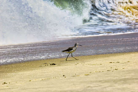 Common greenshank bird, a species of sandpipers taking a walk in the seashore in Kerala, located in south Indiaの写真素材
