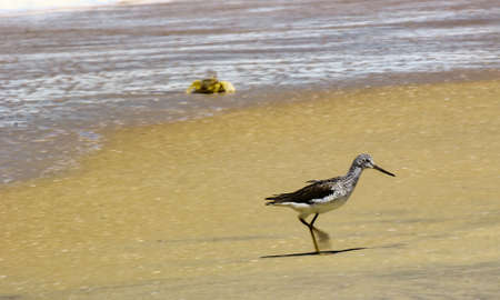 Common greenshank bird, a species of sandpipers taking a walk in the seashore in Kerala, located in south Indiaの写真素材