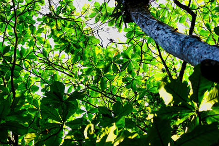 Rear view of a tree and green leaves