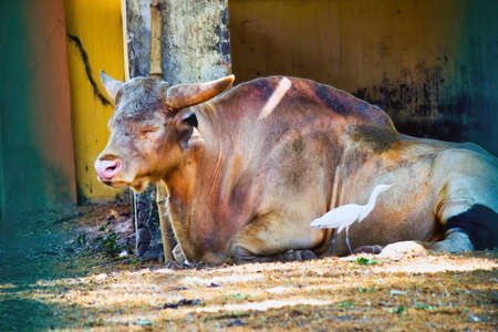 A bull relax in a zoo and a white bird next to it in a zooの写真素材