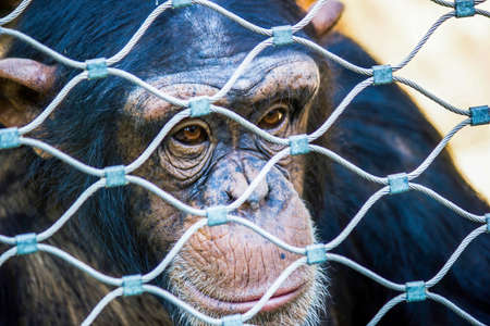 A chimpanzee looking through fence in the krakow city zoo, located in Poland - Central Europeの写真素材