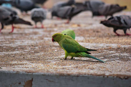 A green parrot in a group of Pigeon - odd one in the crowdの写真素材