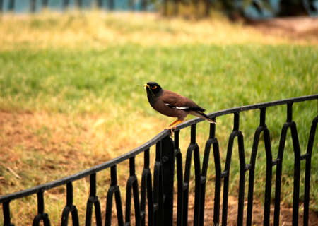 Indian common black mynah bird with grass in beak for nestingの写真素材