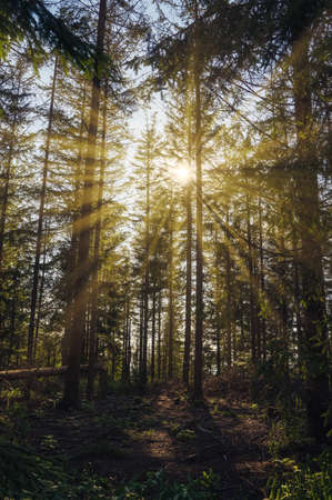 Bielsko Biala, South Poland: Sunrise sunset rays penetrating through tall trees and some trees cut in the centerの写真素材
