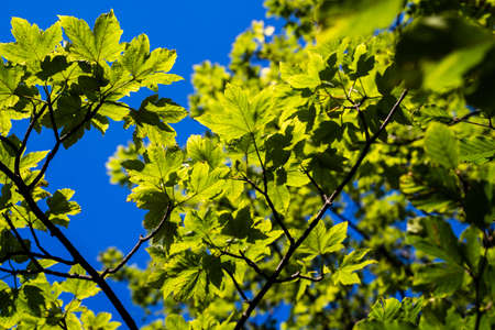 Low angle shot of acer tree from soapberry family against blue skyの写真素材