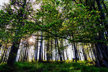 Bielsko Biala, South Poland: Sunrise sunset view through tall trees in the green forest located on...